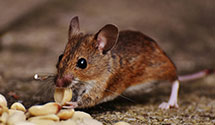 24 Hour & Emergency Exterminators in Docena, AL